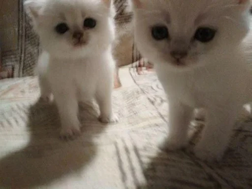 млекопитающее животное кошка