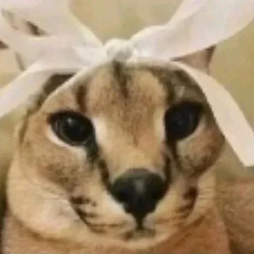 Sticker манда @floppa_master - 8