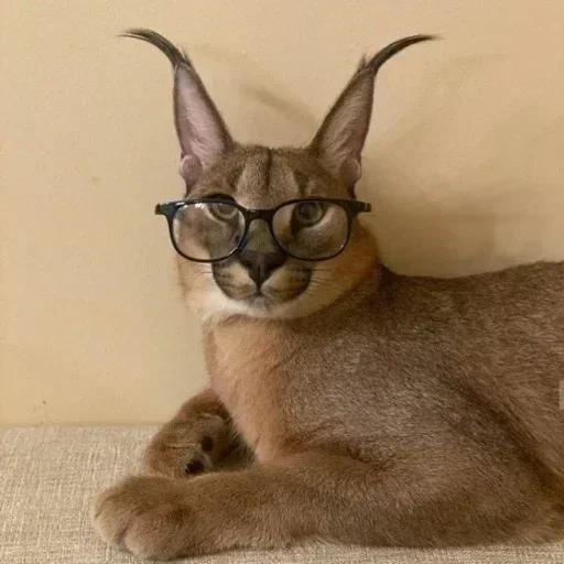 Sticker манда @floppa_master - 6