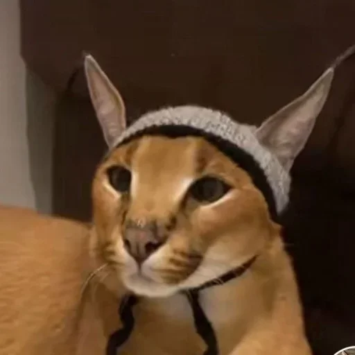 Sticker манда @floppa_master - 0