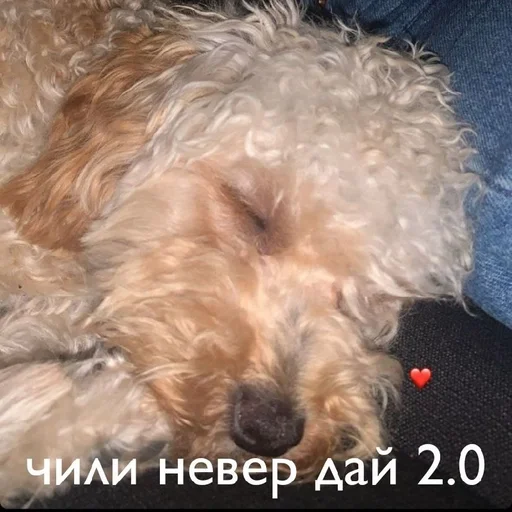 млекопитающее животное порода собак