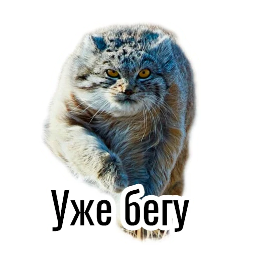 Sticker manul_pack - 1