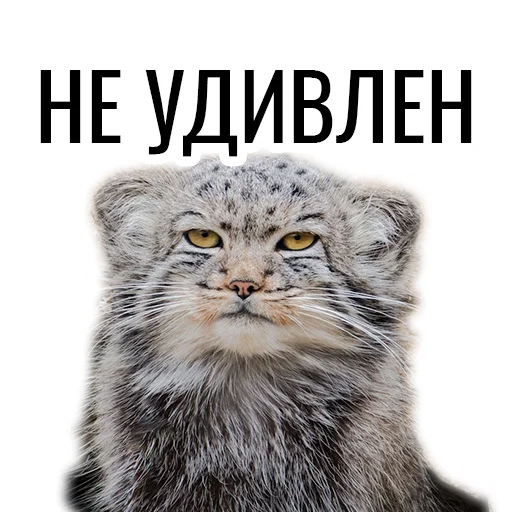 Sticker manul_pack - 1