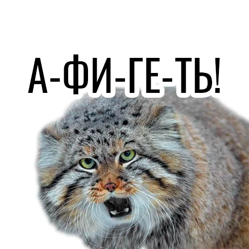 Sticker manul_pack - 1