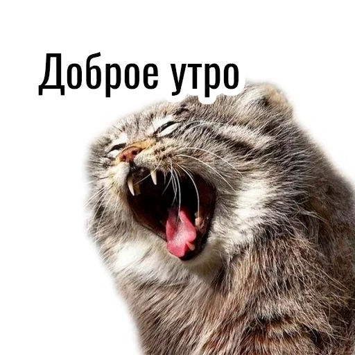 Sticker manul_pack - 1