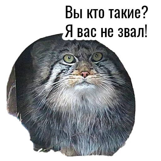 Стикер manul_pack - 1
