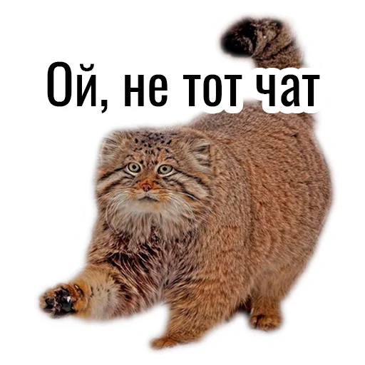 Sticker manul_pack - 1