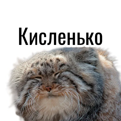 Sticker manul_pack - 1