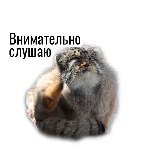 Sticker manul_pack - 1