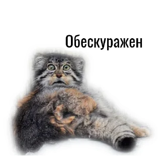 Стикер Манул - 1