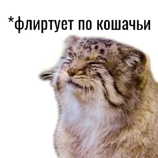 Стикер Манул - 4