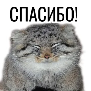 Стикер Манул - 3