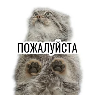 Стикер Манул - 10