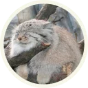 ? Манулы @lennysticker - животное