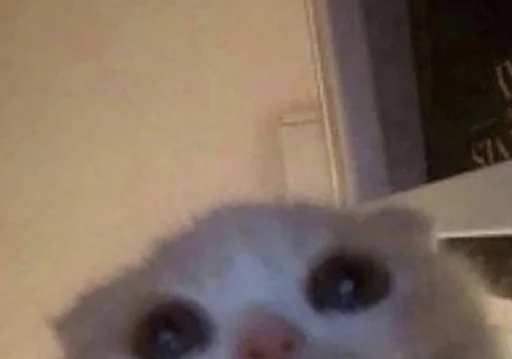 Sticker manys_cats - 1