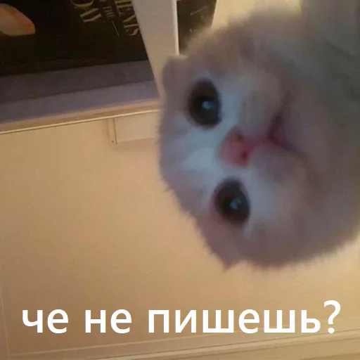 Sticker manys_cats - 1