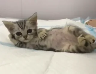 Стикер Kitties - 1