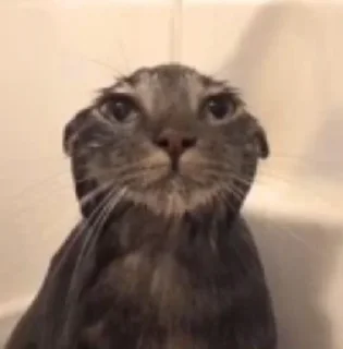 Стикер Kitties - 4