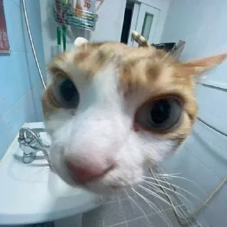 Стикер Kitties - 0