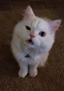 Стикер Kitties - 8