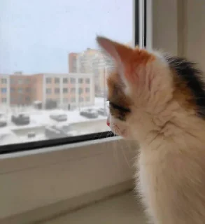 Стикер Kitties - 3