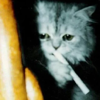 Стикер Kitties - 9