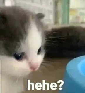 Стикер Kitties - 7