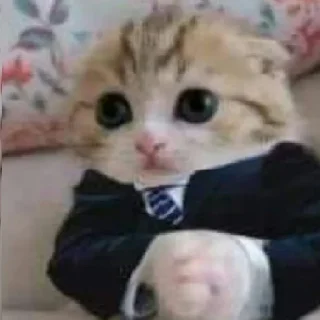 Стикер Kitties - 2