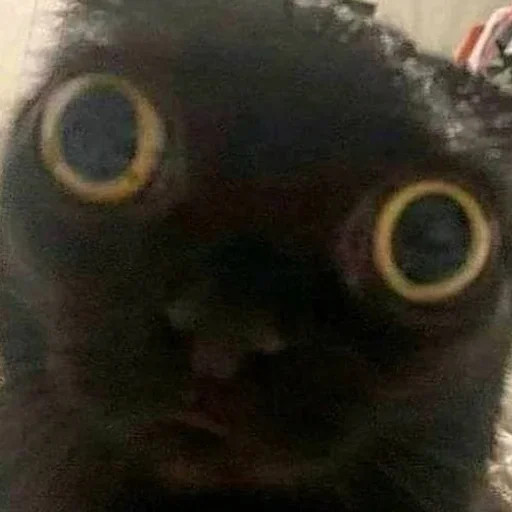 animal mammal small to medium-sized cats