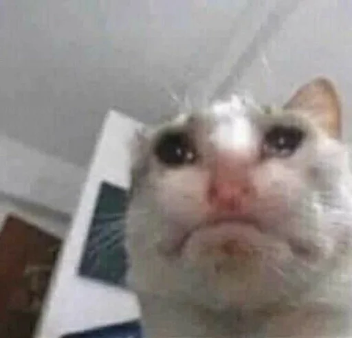 mammal domestic cat animal