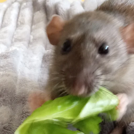 Стикер marik - 11