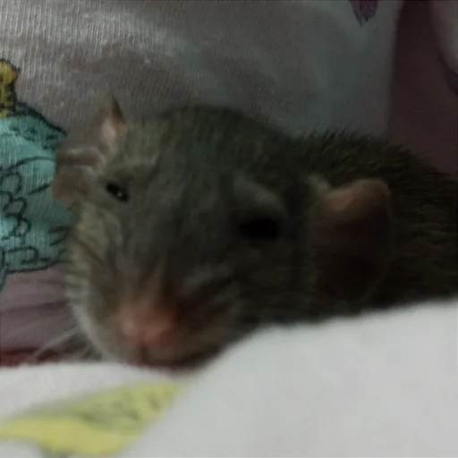 Стикер marik - 9