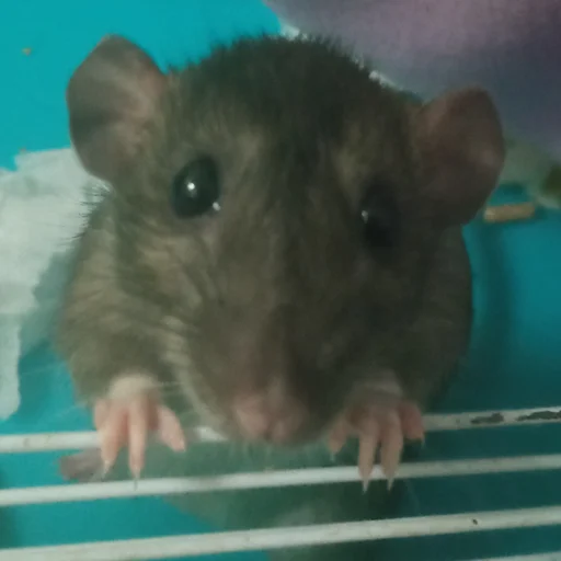 Стикер marik - 8