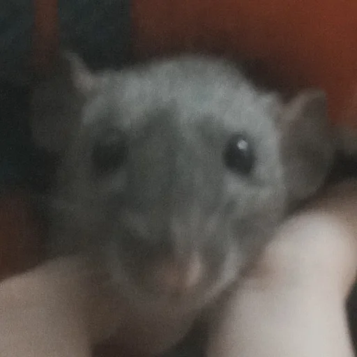 Стикер marik - 6