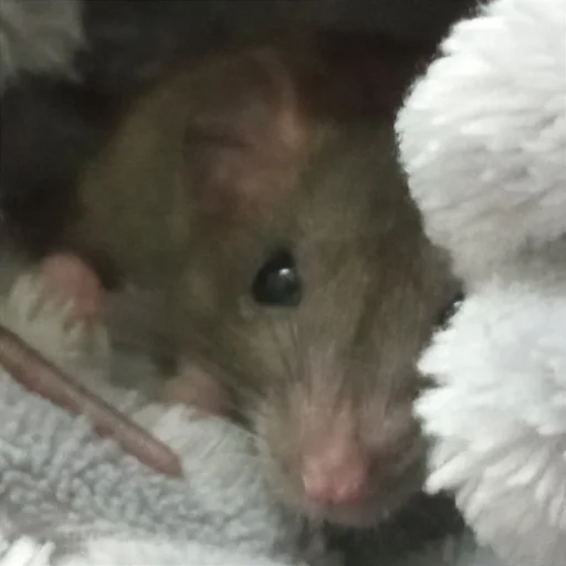 Стикер marik - 5