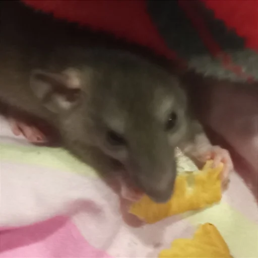 Стикер marik - 3