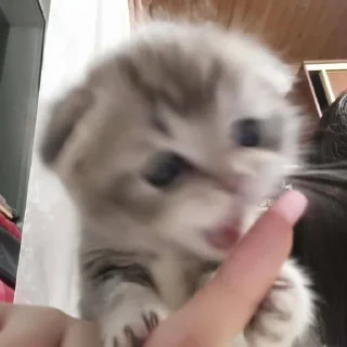 Sticker мимиямуя - 2