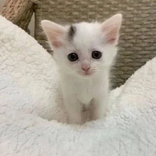 Sticker мимиямуя - 5