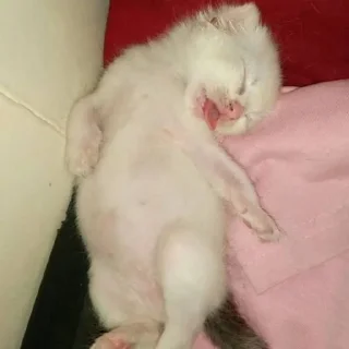 Sticker мимиямуя - 11