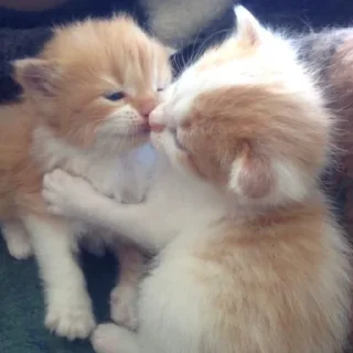 Sticker мимиямуя - 4