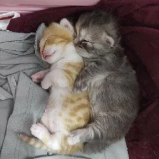 Sticker мимиямуя - 8