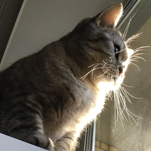 animal small to medium-sized cats mammal