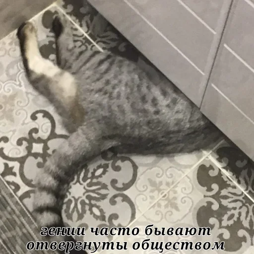 mammal animal felidae