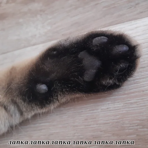 animal mammal small to medium-sized cats