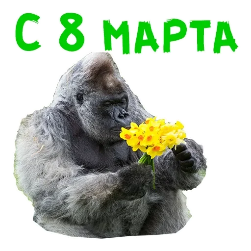 animal mammal flower