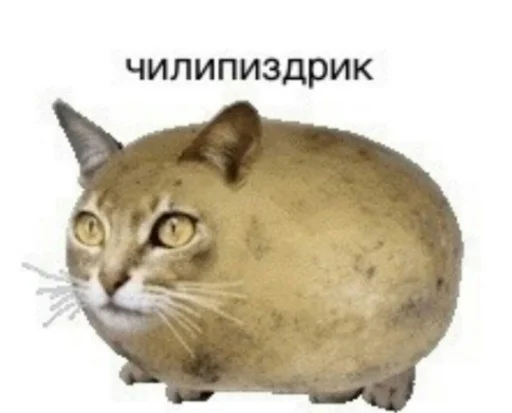 Sticker maryammemes - 1