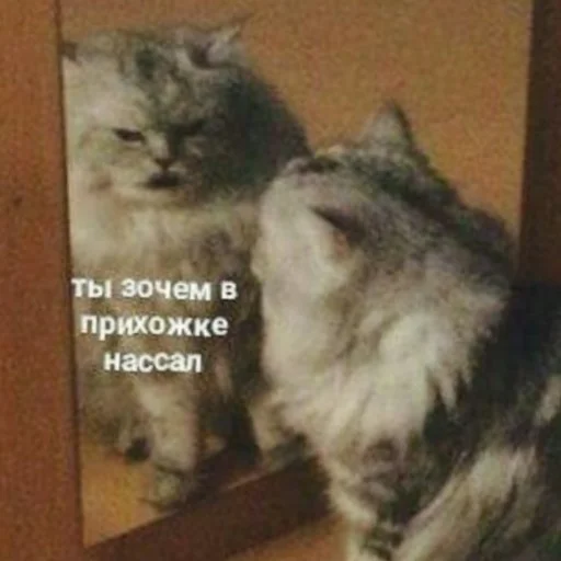 Sticker maryammemes - 1