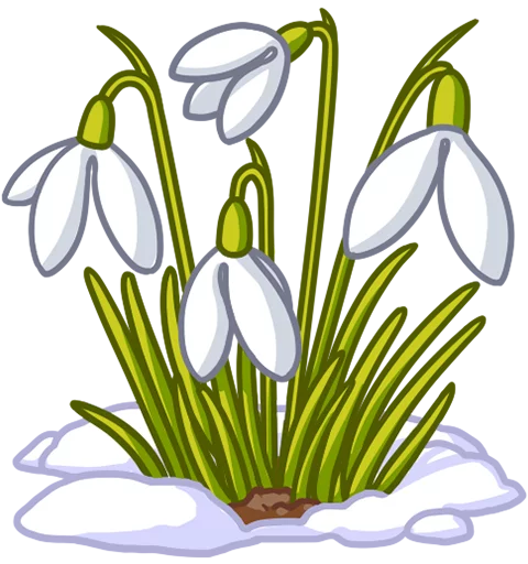 plant flower anemone