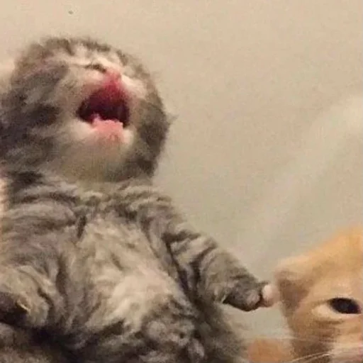 Стикер matcats - 1