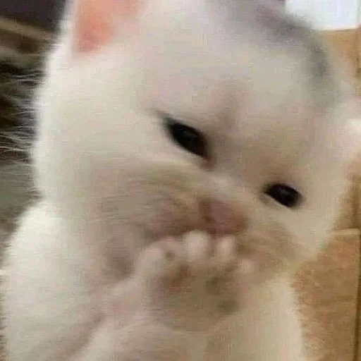 Стикер matcats - 1